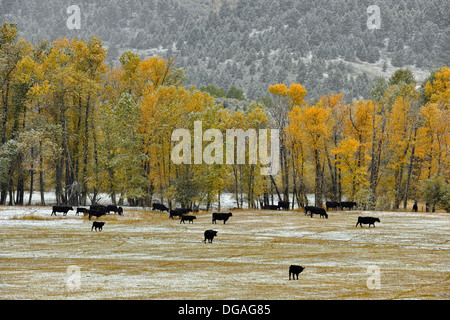 Una spolverata di prima neve su ranchland lungo la staffa Creek Road Bozeman Montana USA Foto Stock