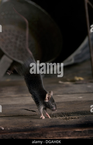 Casa comune mouse, mus musculus Foto Stock