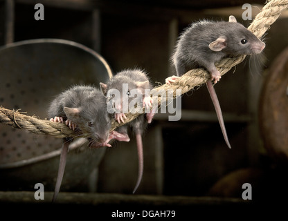 Casa comune mouse, mus musculus Foto Stock