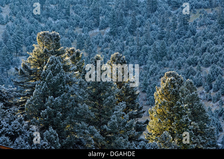 Una spolverata di prima neve sulle colline pedemontane lungo la staffa Creek Road Bozeman Montana USA Foto Stock