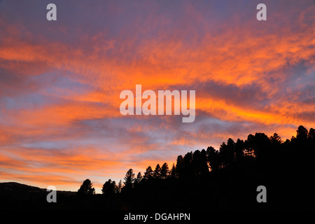 Cielo di tramonto su una cresta di alberi di pino Bozeman Montana USA Foto Stock