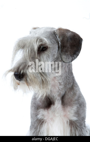 Ceco Terrier - Cesky Terrier Foto Stock