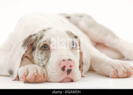 Dieci settimane vecchio Dogo tedesco Foto Stock
