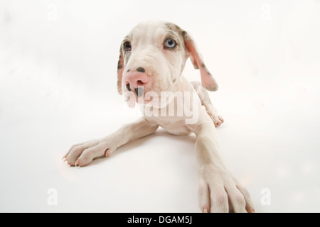 Dieci settimane vecchio Dogo tedesco Foto Stock