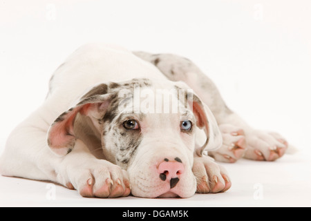 Dieci settimane vecchio Dogo tedesco Foto Stock