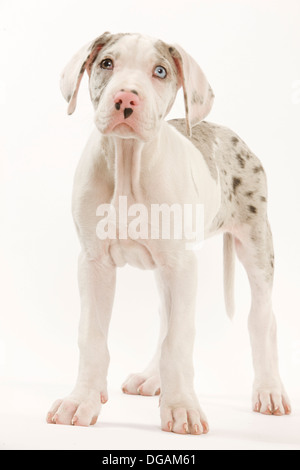 Dieci settimane vecchio Dogo tedesco Foto Stock