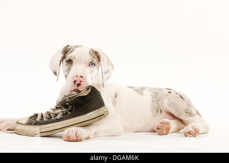 Dieci settimane vecchio Dogo tedesco Foto Stock