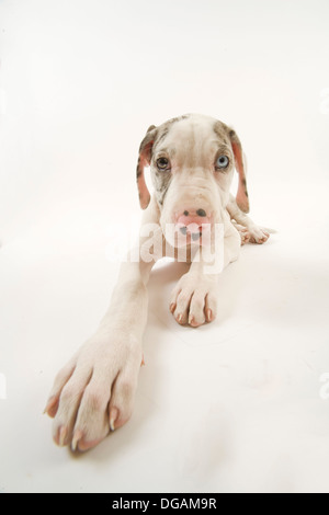 Dieci settimane vecchio Dogo tedesco Foto Stock