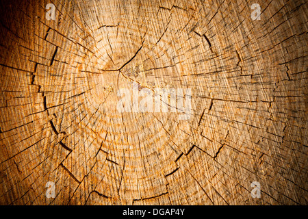 Pino moncone close up Foto Stock