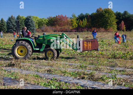 Raccolto di volontariato squash per la distribuzione ai banchi alimentari e mense in Michigan. Foto Stock