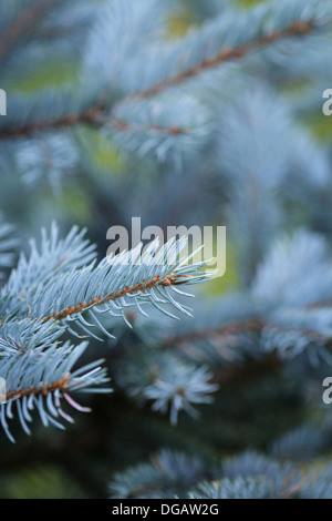 Abeti ramoscelli close up, sfondo naturale per natale Foto Stock