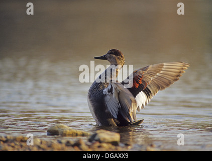 Un drake canapiglia maschio (d'anatra Anas strepera) sbattimenti le sue ali in un lago vicino a Austin in Texas Foto Stock