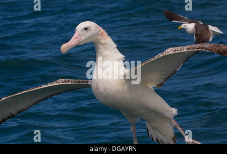 Southern royal albatross in volo Diomedea epomophora lezione, 1825 Foto Stock