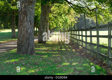 In autunno gli alberi di scena recinto sun erba Mount Edgecombe Cornwall Regno Unito Foto Stock