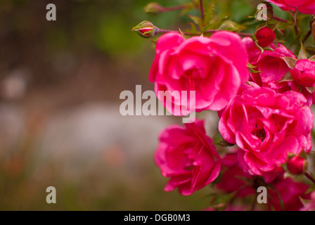 Le Rose in giardino Foto Stock
