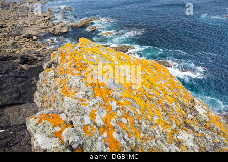 Licheni sulla roccia sopra le scogliere sul mare a Bosigran, Cornwall, Regno Unito. Foto Stock