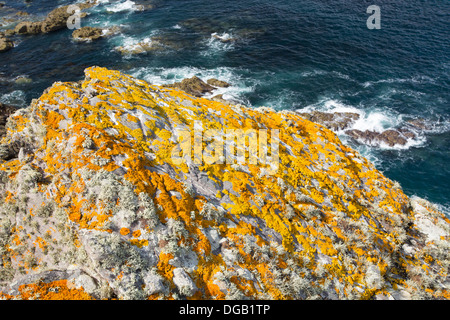 Licheni sulla roccia sopra le scogliere sul mare a Bosigran, Cornwall, Regno Unito. Foto Stock