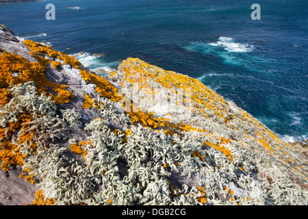 Licheni sulla roccia sopra le scogliere sul mare a Bosigran, Cornwall, Regno Unito. Foto Stock