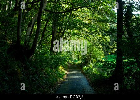 Stretta strada attraverso il bosco, vicino a Bowness, Parco Nazionale del Distretto dei Laghi, Cumbria, England Regno Unito Foto Stock