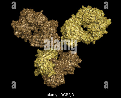 La IgG1 anticorpo monoclonale immunoglobulina (). Svolgere il ruolo essenziale di immunità contro batteri e virus Foto Stock