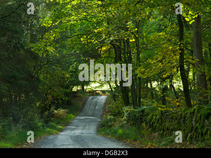 Stretta strada attraverso il bosco, vicino a Bowness, Parco Nazionale del Distretto dei Laghi, Cumbria, England Regno Unito Foto Stock