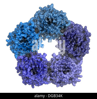 La proteina C reattiva (CRP umano) biomarker di infiammazione. Infezioni e infiammazioni provocano un aumento dei livelli ematici di questa proteina Foto Stock