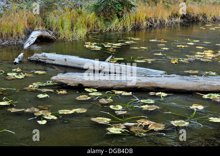 Lago di Isa sulla Divisione Continentale con ninfee intrappolate nel ghiaccio fresco Yellowstone NP Wyoming USA Foto Stock