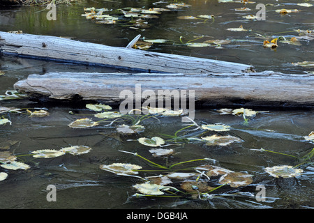 Lago di Isa sulla Divisione Continentale con ninfee intrappolate nel ghiaccio fresco Yellowstone NP Wyoming USA Foto Stock