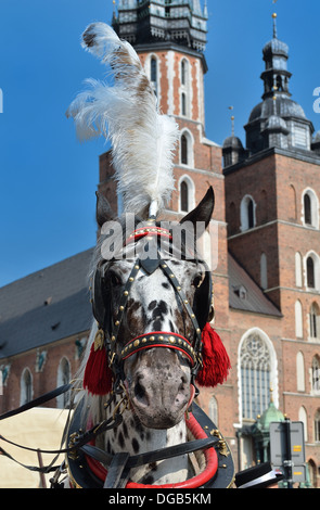 Un cavallo in cariage Foto Stock