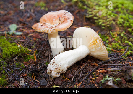 Russula fragilis o russula fragile, di funghi selvatici che crescono nel nord-ovest del pacifico Foto Stock