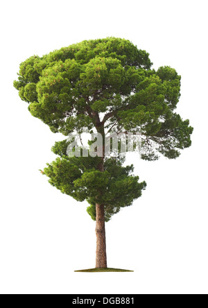 Bella verde e alberi alti isolati su sfondo bianco Foto Stock