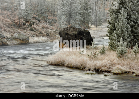 Alberi smerigliato vicino il gibbone fiume Yellowstone NP Wyoming USA Foto Stock