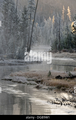 Alberi smerigliato vicino il gibbone fiume Yellowstone NP Wyoming USA Foto Stock