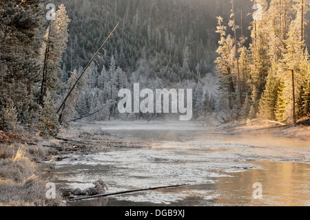 Alberi smerigliato vicino il gibbone fiume Yellowstone NP Wyoming USA Foto Stock