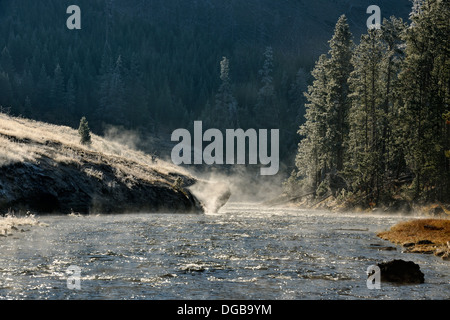 Alberi smerigliato vicino il gibbone fiume Yellowstone NP Wyoming USA Foto Stock