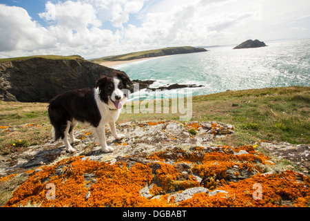 Guardando verso Hollywell spiaggia vicino a Newquay, Cornwall, Regno Unito. Foto Stock