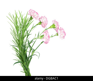 Bel bouquet di garofani isolati su sfondo bianco Foto Stock