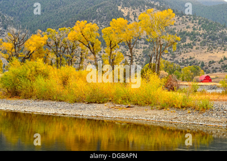 Fogliame di autunno su cottonwoods lungo il fiume Yellowstone vicino de Puy Spring Creek Livingston Montana USA Foto Stock