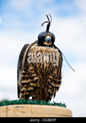 Falco pellegrino con cappuccio blinder / falconeria (Falco peregrinus) Foto Stock
