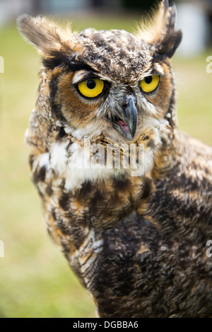 Un grande gufo cornuto (Bubo virginianus) Foto Stock