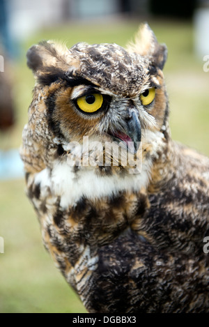 Un grande gufo cornuto (Bubo virginianus) Foto Stock