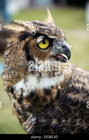 Un grande gufo cornuto (Bubo virginianus) Foto Stock