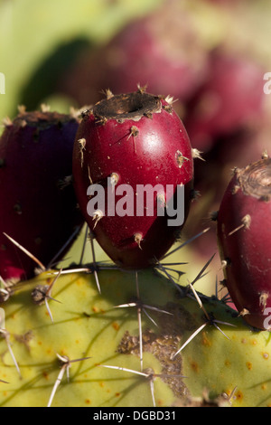 Ficodindia Cactus (Opuntia littoralis) California USA Foto Stock