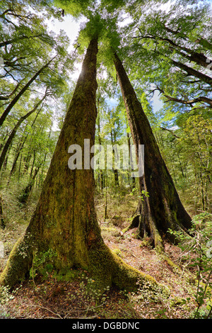 Foresta nativa intorno Maruia River Valley. Foto Stock