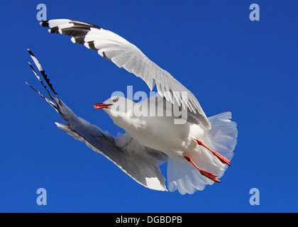 Rosso-fatturati gabbiano in volo Foto Stock