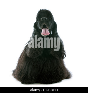 Vecchio american cocker spaniel davanti a uno sfondo bianco Foto Stock