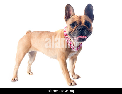 Ritratto di una razza pura bulldog francese di fronte a uno sfondo bianco Foto Stock