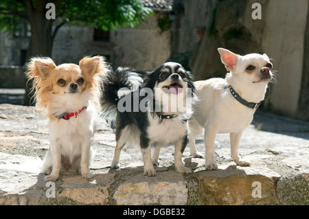 Ritratto di carino i chihuahua di razza pura in una città Foto Stock