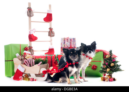 Natale chihuahuas davanti a uno sfondo bianco Foto Stock