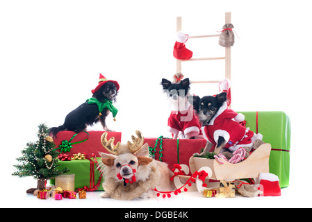 Natale chihuahuas davanti a uno sfondo bianco Foto Stock